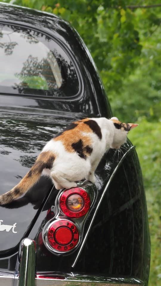 路地裏のにゃん吉のインスタグラム：「Because there is a car 　そこに車があるからにゃ  🚙Check for cats before getting in the car 車に乗る前は猫チェック  CAMERA ︰OMD-EM1mark Ⅱ LENZ︰M.ZUIKO DIGITAL ED 12-100mm F4.0 IS PRO   #のらねこ部 ミーしゃん #om_system_jp #om写真投稿 #japancamera_official #光岡ビュート #猫部#nekoclub#แมว#icu_japan #igersjp#猫 #にゃんすたぐらむ#ig_catsclub #cats# #catsofinstagram #gatto#catloversclub #東京カメラ部#icu_japan#cute #catstagram#広がり同盟 #bestcatclub #gallery_legit #写真を止めるな#love_bestjapan #lovers_nippon  #team_jp #고양이#にゃんすたぐらむ #art_of_japan #instacat」