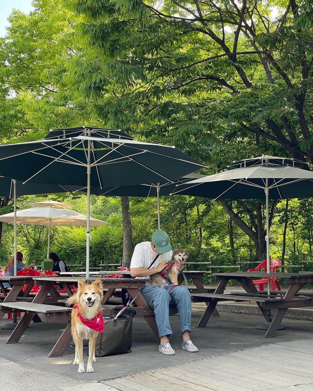 イ・ギウのインスタグラム：「🙋🏻‍♂️🦊 테디의 꼬꼬마 시절을 똑 닮은 너. 우리 가족이 너의 가족을 찾아 줄게! 테디가 이렇게 어른스럽고 배려쟁이 일줄이야.  마이 놀랐다 내 새꾸~ 우리 가족 화이팅🐾  #기우리 #시고르테디 #시고르제리  #제리는임보중 #사지마세요입양하세요  #가족 #테디네삼총사_아니_당분간사총사」