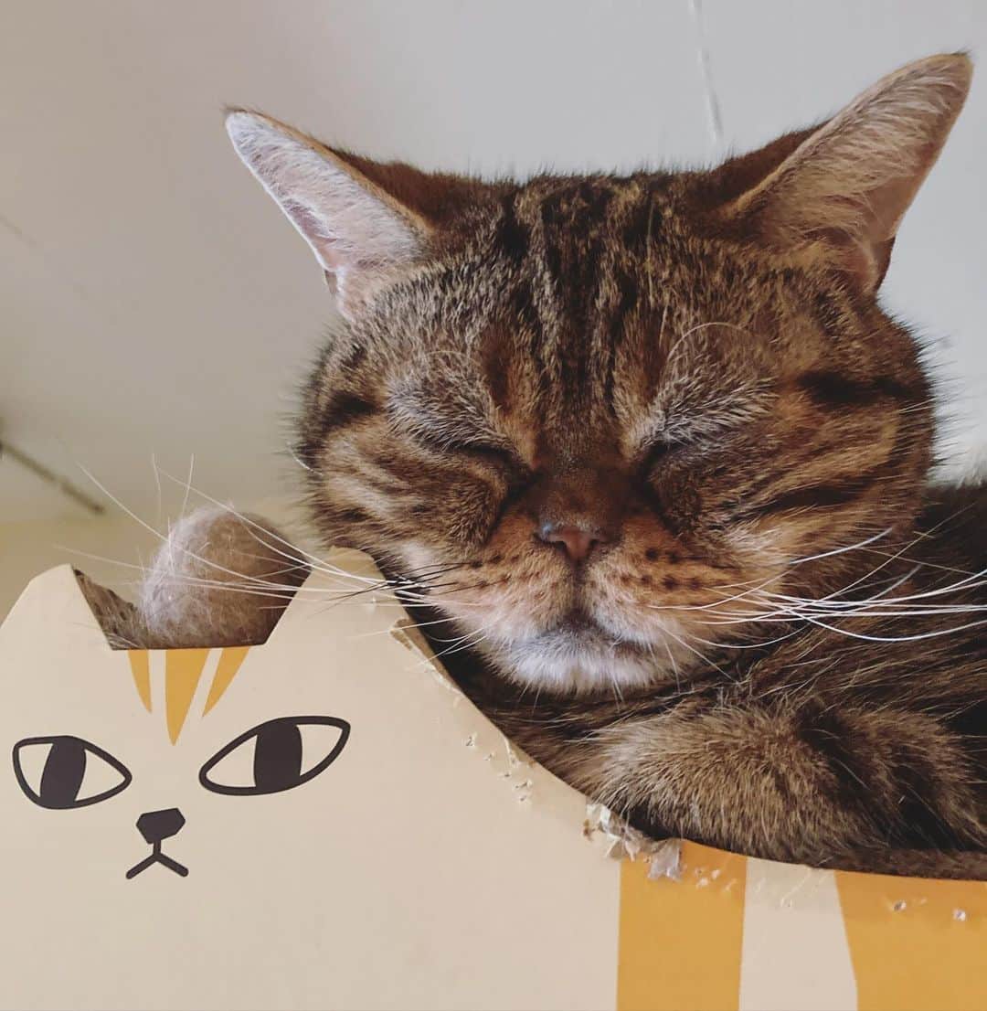 のインスタグラム：「頭にチャイ玉を乗せられた にゃんこ爪研ぎで眠るChaiさん💕  最近おかーたん ブラッシングばっかりしてくるんやで😿  よーさん抜けるのでね😏  #americanshorthair #kitty #kitten #cat #cats #catstagram #neco #アメリカンショートヘア #ねこ #猫 #ネコ #にゃんこ #ニャンコ #猫部 #猫もふ #ねこのきもち #ねこのいる生活 #ねこのいる暮らし」