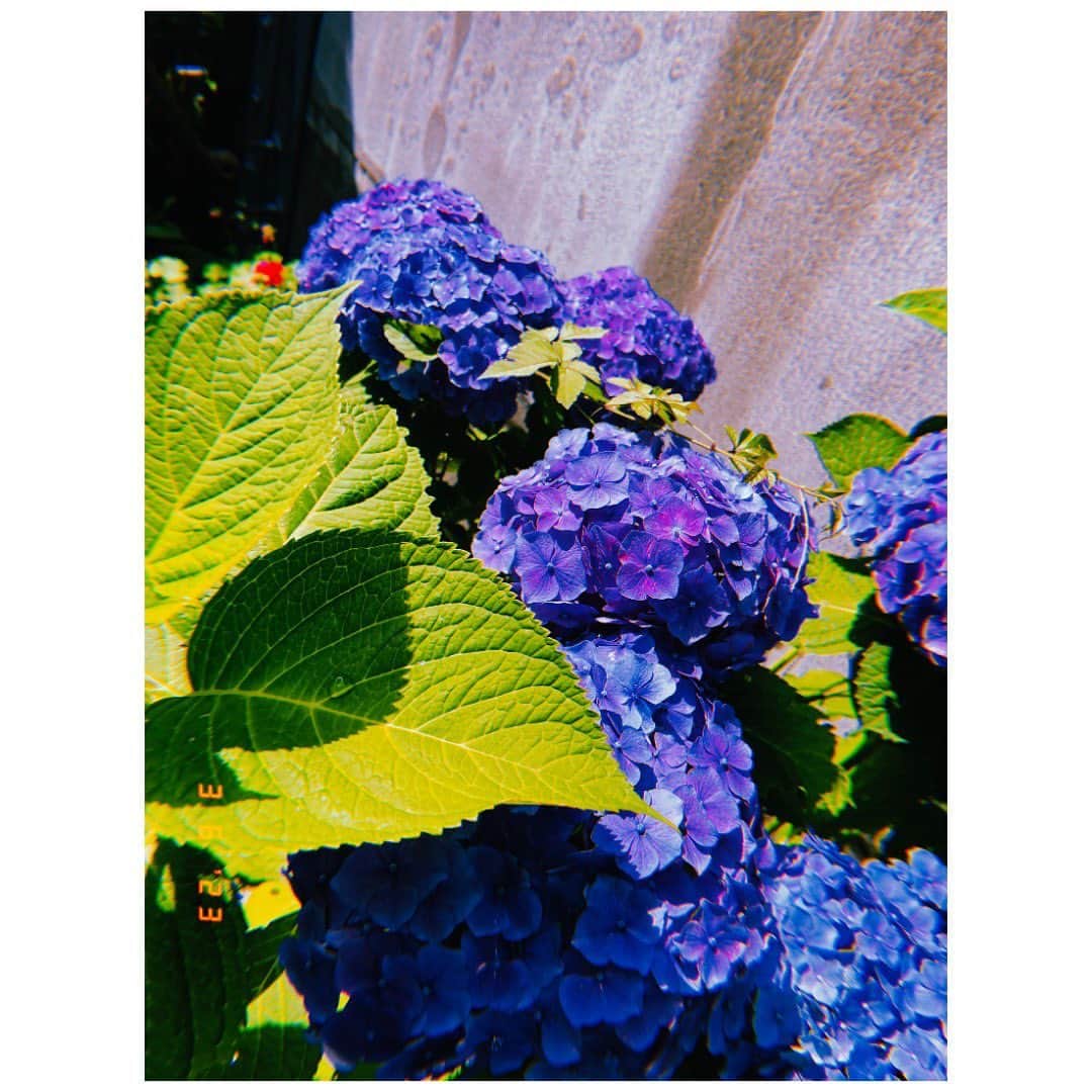 iCasのインスタグラム：「紫陽花って書いてアジサイとは絶対読めない  当て字すぎやけど良い漢字  キレイ」
