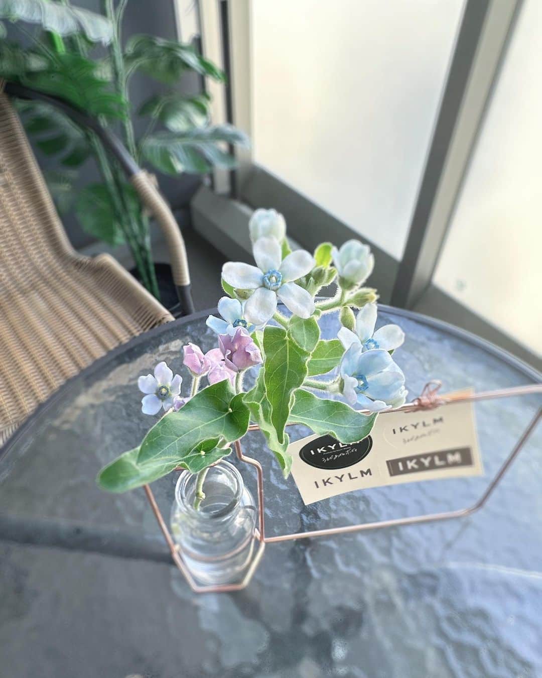 休井美郷さんのインスタグラム写真 - (休井美郷Instagram)「ブルースターっていう名前のお花だよ、って  フォロワーさんが教えてくださいました。🌷  ． 同じ枝から青とピンクが咲くんだね。 不思議だ。  #お花の定期便」6月3日 15時27分 - kyuui_misato
