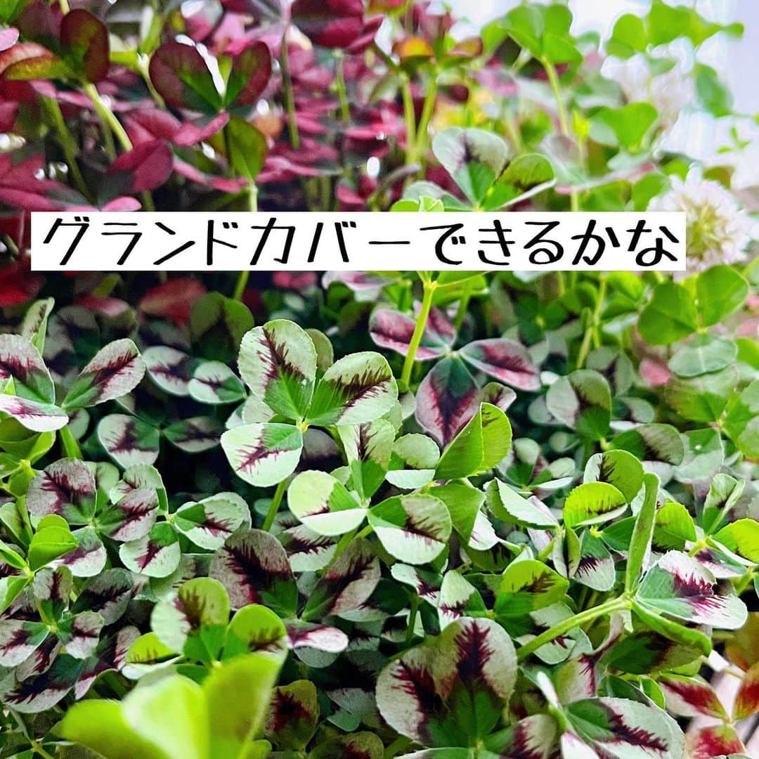 トテンのインスタグラム：「できないかな？とまたまた副題を付けたい🥹  引っ越してきた時から放置気味だった芝を、特にまじめに管理することもなく暮らし、 近年、どこかからやってきて根付いたシロツメクサがグングン芝の域を押しのけ、 今年もさらに領域を拡大しています☘️  もともと、これからの季節ボーボーに茂る芝の管理が苦手なこと、秋以降の枯れ葉が玄関や車に日々入り込む暮らしにそろそろ飽き飽きしてしまい…  芝→クローバーへ、庭の模様替えを試みることにしました☘️  クローバーも、ピンクやレッド、シルバー、いろんなかわいい種類があるのですね😍 お花も、ものによってはピンク色が咲くなんて！  今回私は3種類を厳選、購入してみました。  野生(？)シロツメクサが勝手に芝を押しのけていく生命力。 新しい仲間たちにも期待してみます。  日々ちょっとずつ芝剥がし中。 まだまだ先は長い。  しかしベリベリと絨毯のように剥がれるさまは爽快です🙌🏻」