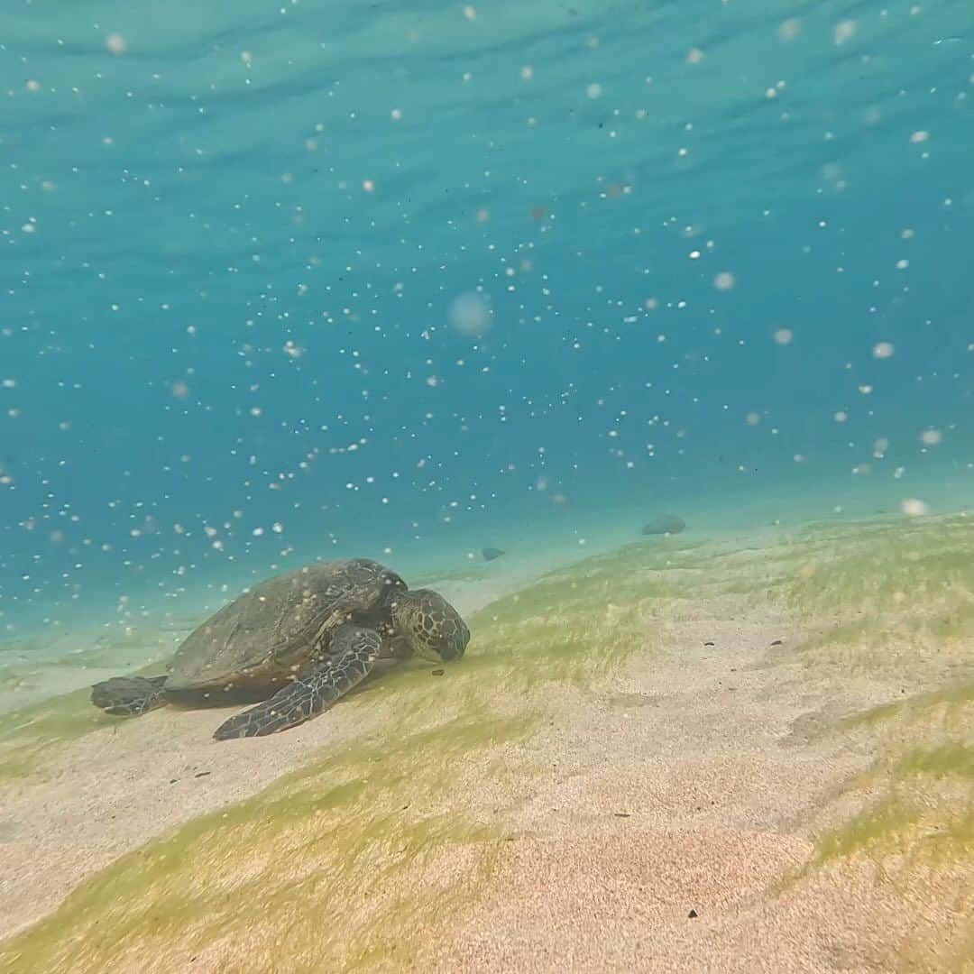 工藤まやのインスタグラム：「今年はビッグウェーブのサーフィン大会も開催されたほどなのに、季節が変わればこんなに穏やか💚 いつも思うけど、藻よりも砂の方がたくさん口に入ってるように見えて、胆石とかならないんだろうか？  #summer #hawaii #marinelife #ハワイ」