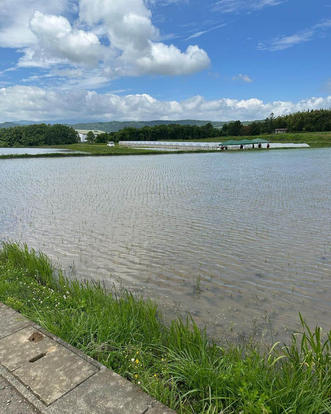 堀江貴文さんのインスタグラム写真 - (堀江貴文Instagram)「#ricefield #sake #純米大吟醸想定外想定内恒例の田植え会」6月3日 16時17分 - takapon_jp