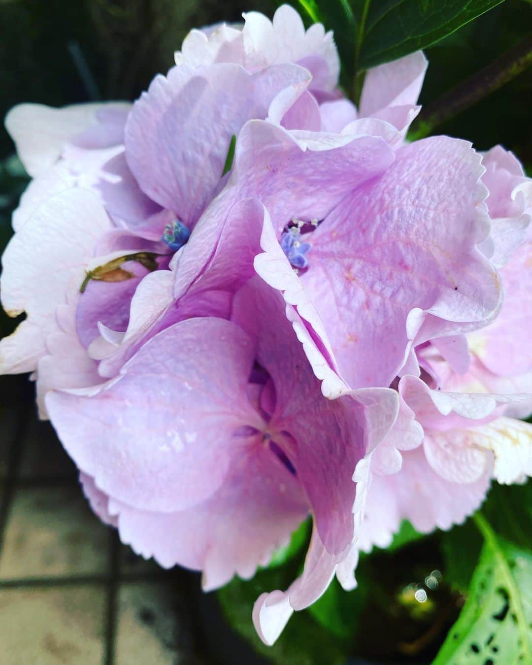 大宮エリーさんのインスタグラム写真 - (大宮エリーInstagram)「家の紫陽花と 同じ👖で、でかけた。 ともだちにバッタリ会って 嬉しかった。」6月3日 16時20分 - ellie_omiya