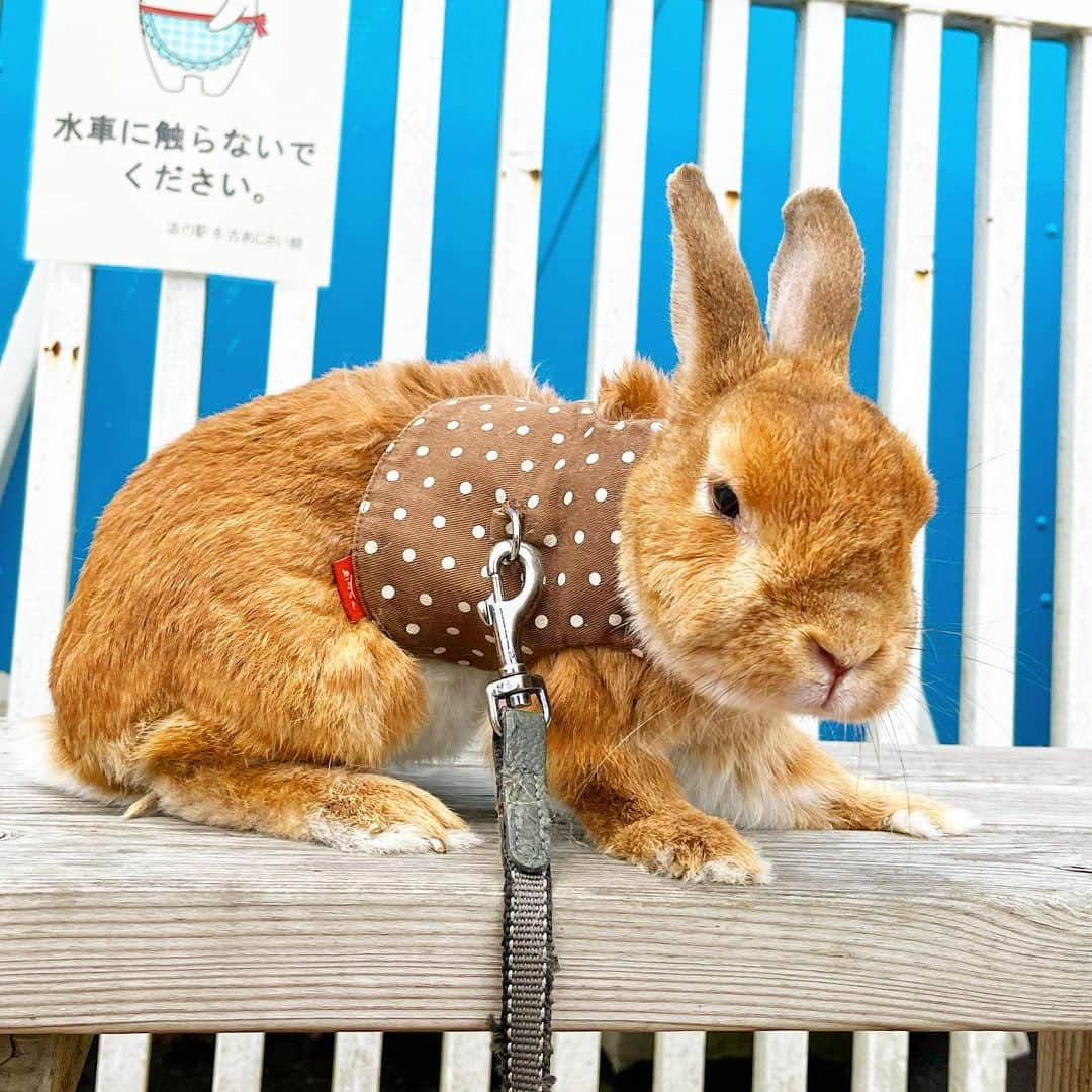 Chieko Shibutaのインスタグラム：「うじゃこ🐰です✨ 雨上がり☀️ さんぽ🌱 🐰&🐶🌈定期的に行ってた道の駅🥦🍅🌽 久しぶりにいつもの所で📸🐰 うじゃこ🐰11歳4ヶ月😊  ✨🐰🍀🐶✨ #わんこの散歩 #dachshund #dachshunds #dachshundlove #dog #dogs #doglove #instadog #instagram #instagood #pet #pets #petsagram #cute #cutepe #cutepet #cutedog #cuteanimals #likes #smile #rabbit #ラビット #ミニュチュア #ミニュチュアダックス  #ミニュチュアダックスフント #うさぎ部 #うさぎ #ダックス #ダックスフンド#会いたい」