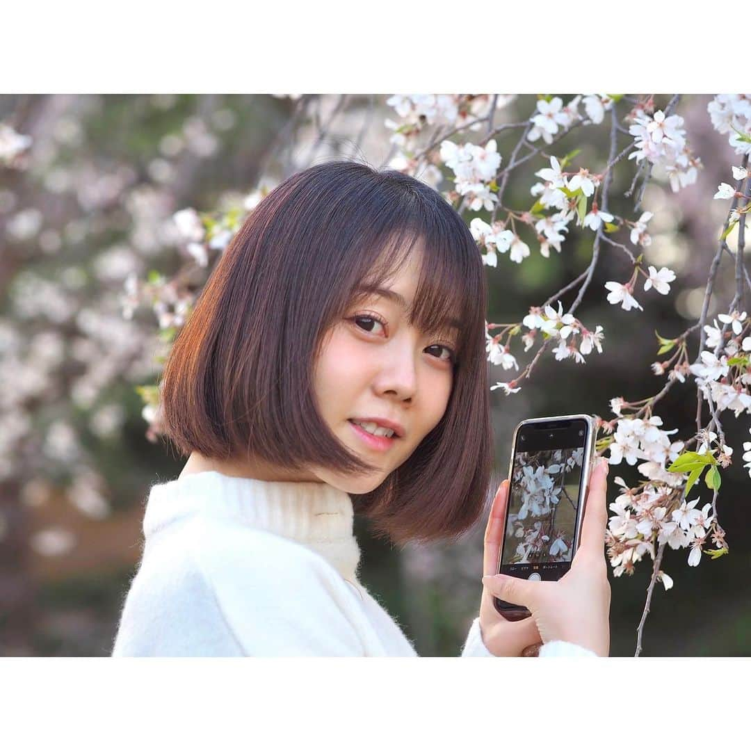 小川あゆ美のインスタグラム：「. 🌸🌸🌸 . . . . . #桜 #ポトレ女子 #はなまっぷ #花フレンド #お写んぽ #季節を楽しむ #広がり同盟 #東京カメラ部 #ポートレート部 #キリトリセカイ  #sakura #japaneseapricot #team_jp_ #lovers_nipppn #ig_japan #igportrait #portrait_shot #wu_japan  #사쿠라 #꽃스타그램 #얼스타그램 #셀스타그램 #팔로우미 #좋아요반사 #단발머리 #오오티디」