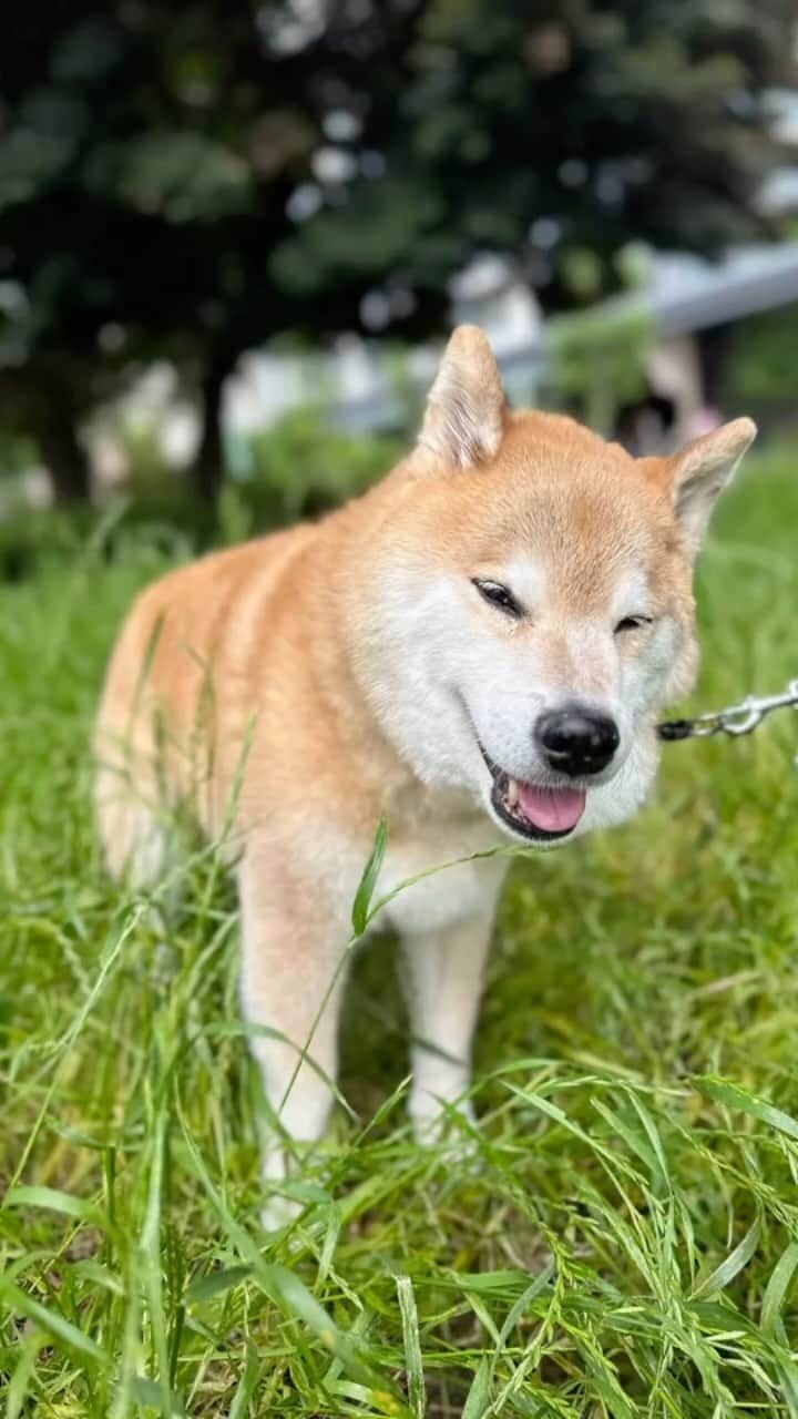のインスタグラム：「台風どっかいっちゃった✨🐶🌀✨アジサイさんもお水いっぱい飲めたかな #喉乾いてたからちょうど良かったかな #嬉しいね #まるもお水飲もうかな #色んなアジサイが咲いてるよ #まるお花博士になりたいの」