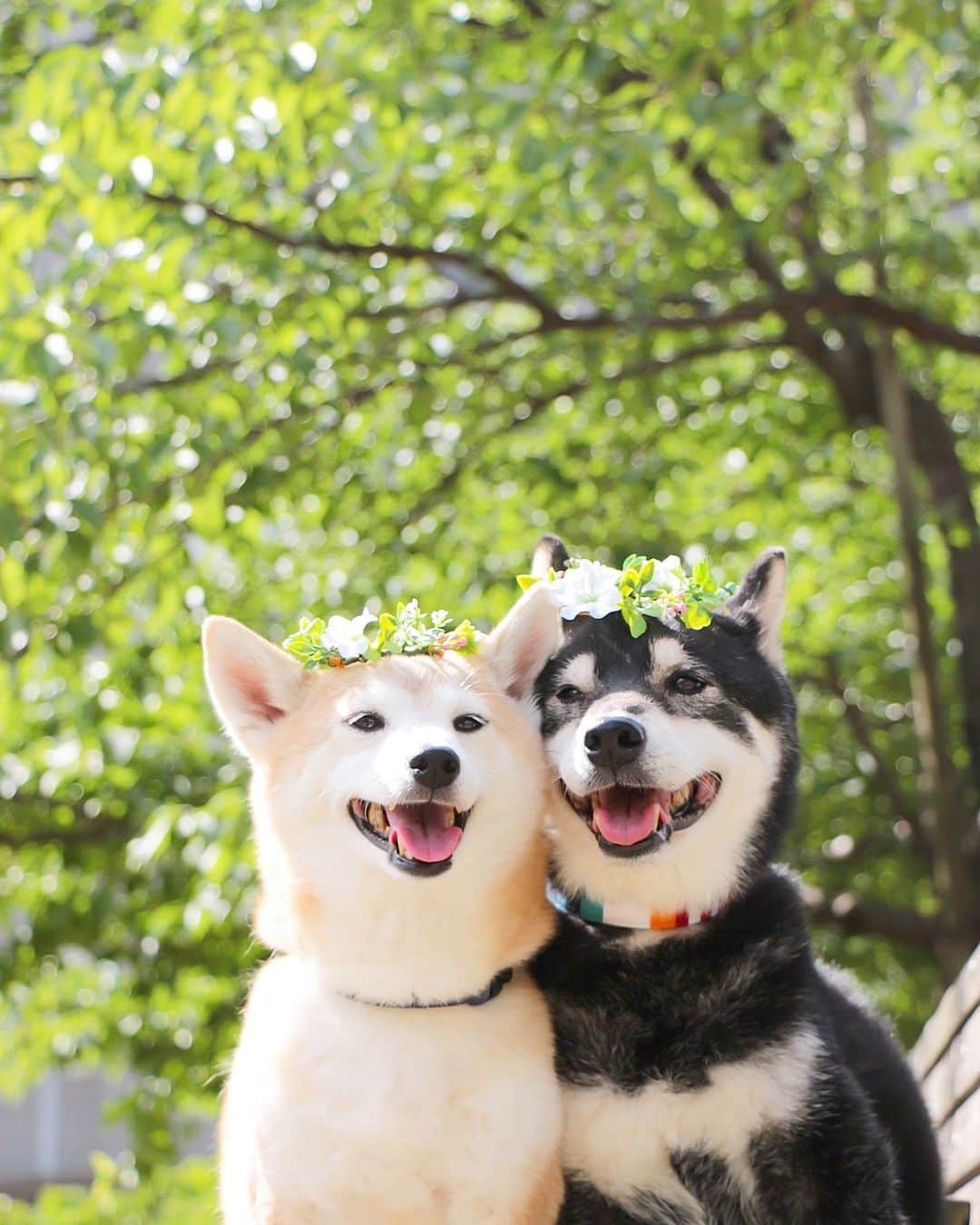 柴犬 けんしろう ゆりあのインスタグラム