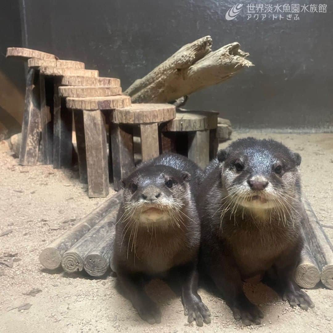 世界淡水魚園水族館 アクア・トト ぎふのインスタグラム：「飼育スタッフ撮影の写真です。  コツメカワウソのアサヒ（左）とカシワ（右）です。2頭でこちらをじーっと見つめてきました。  カシワとアサヒも含め、当館ではオス3頭、メス2頭の合計5頭を飼育しています。  個体により顔の特徴が違いますので、じーっと見ている時には、注目してみてくださいね。  #アクアトト #水族館 #aquarium #オアシスパーク #河川環境楽園」
