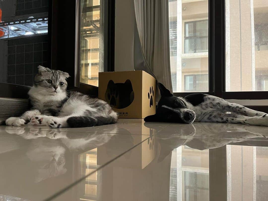 KATSUOのインスタグラム：「夏☀️33°  #cats#dogs#petstagram #catsofinstagram #dogsofinstagram #かつおとメイ」