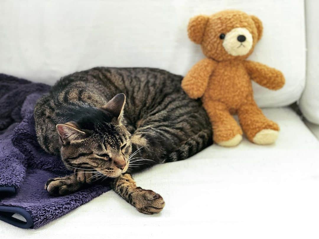 相原コージさんのインスタグラム写真 - (相原コージInstagram)「猫とぬいぐるみ。　#ねこ  #ぬいぐるみ　#キジトラ　#くま」6月3日 17時38分 - kojiaihara