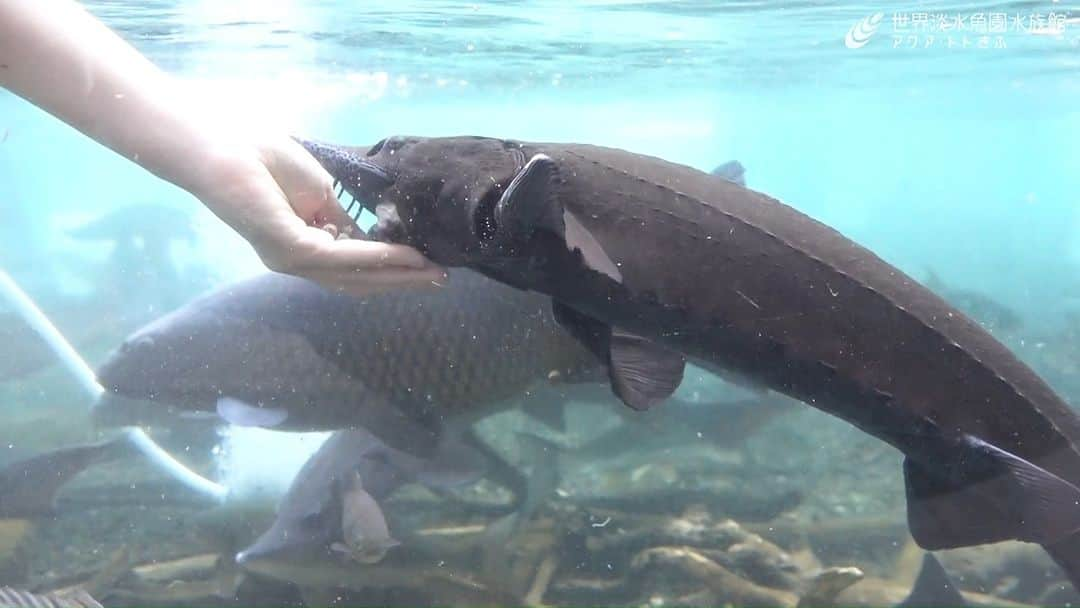 世界淡水魚園水族館 アクア・トト ぎふのインスタグラム