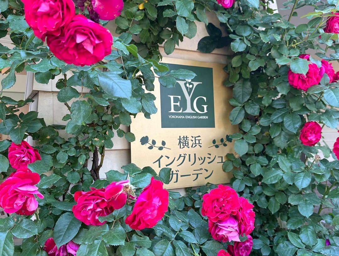 中島安里紗さんのインスタグラム写真 - (中島安里紗Instagram)「先日、ずっと行きたかった横浜イングリッシュガーデンのローズフェスティバルに行って来ました🌹すごく天気の良い日だった事もあり、平日にも関わらず朝からたくさんの人で賑わっていたよ！！最高のタイミングは少し過ぎてしまっていましたが、それでもすっごく綺麗な薔薇が沢山咲いてくれていました🌹✨園内に薔薇の香りが充満していて本当に幸せ空間だったなぁ☺️✨✨✨今は紫陽花かな？？こちらも行きたいなぁ〜☔️🐌  #横浜イングリッシュガーデン #イングリッシュガーデン #ローズフェスティバル #薔薇 #薔薇園 #花 #花が好き #幸せ #happy #rose #flower #女子プロレス #女子プロレスラー #prowrestler #中島安里紗 #seadlinnng」6月3日 17時54分 - arisa__nakajima