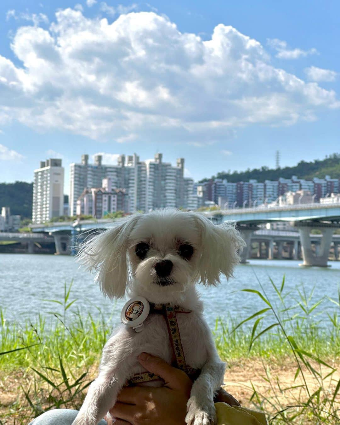 ハ・ウンジンさんのインスタグラム写真 - (ハ・ウンジンInstagram)「⠀ 멍멍장군님도 만족하신 완벽한 토욜이로다🐶⠀ ⠀ ⠀ ⠀ 란딩갈때 개시하려구 진짜진짜 애껴둔 가방인데 피크닉 가방(?)으로 요긴하게 써버림🙄 ㅋㅋㅋㅋ 하얗고 예뻐서 아주 맘에 쏙이야><⠀ #백스온미 #골프가방추천 #골프파우치추천 #골프보스턴백추천」6月3日 17時55分 - eunjini_0414