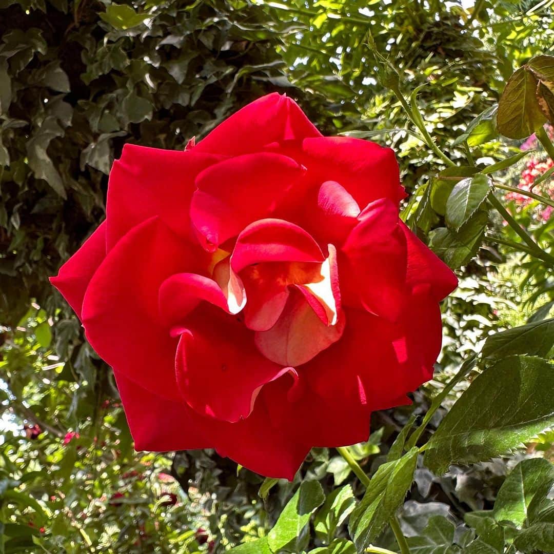 中島安里紗のインスタグラム：「どれも本当に素敵🩷❤️🧡💛🤍だけど薔薇ならやっぱり赤が目を惹くね🌹写真ヘタクソすぎて薔薇に申し訳ないけど😭ガチっぽいカメラマンの方々もたくさんで、邪魔にならないように一瞬でパシッパシッと撮ってました📱  #横浜イングリッシュガーデン #イングリッシュガーデン #ローズフェスティバル #薔薇 #薔薇園 #ばら #バラ #花 #花が好き #幸せ #happy #rose #flower」