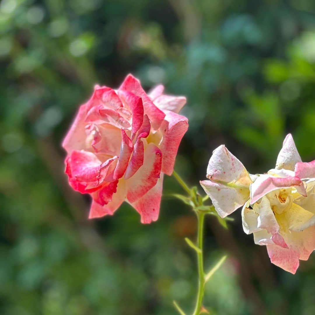 中島安里紗さんのインスタグラム写真 - (中島安里紗Instagram)「どれも本当に素敵🩷❤️🧡💛🤍だけど薔薇ならやっぱり赤が目を惹くね🌹写真ヘタクソすぎて薔薇に申し訳ないけど😭ガチっぽいカメラマンの方々もたくさんで、邪魔にならないように一瞬でパシッパシッと撮ってました📱  #横浜イングリッシュガーデン #イングリッシュガーデン #ローズフェスティバル #薔薇 #薔薇園 #ばら #バラ #花 #花が好き #幸せ #happy #rose #flower」6月3日 18時06分 - arisa__nakajima