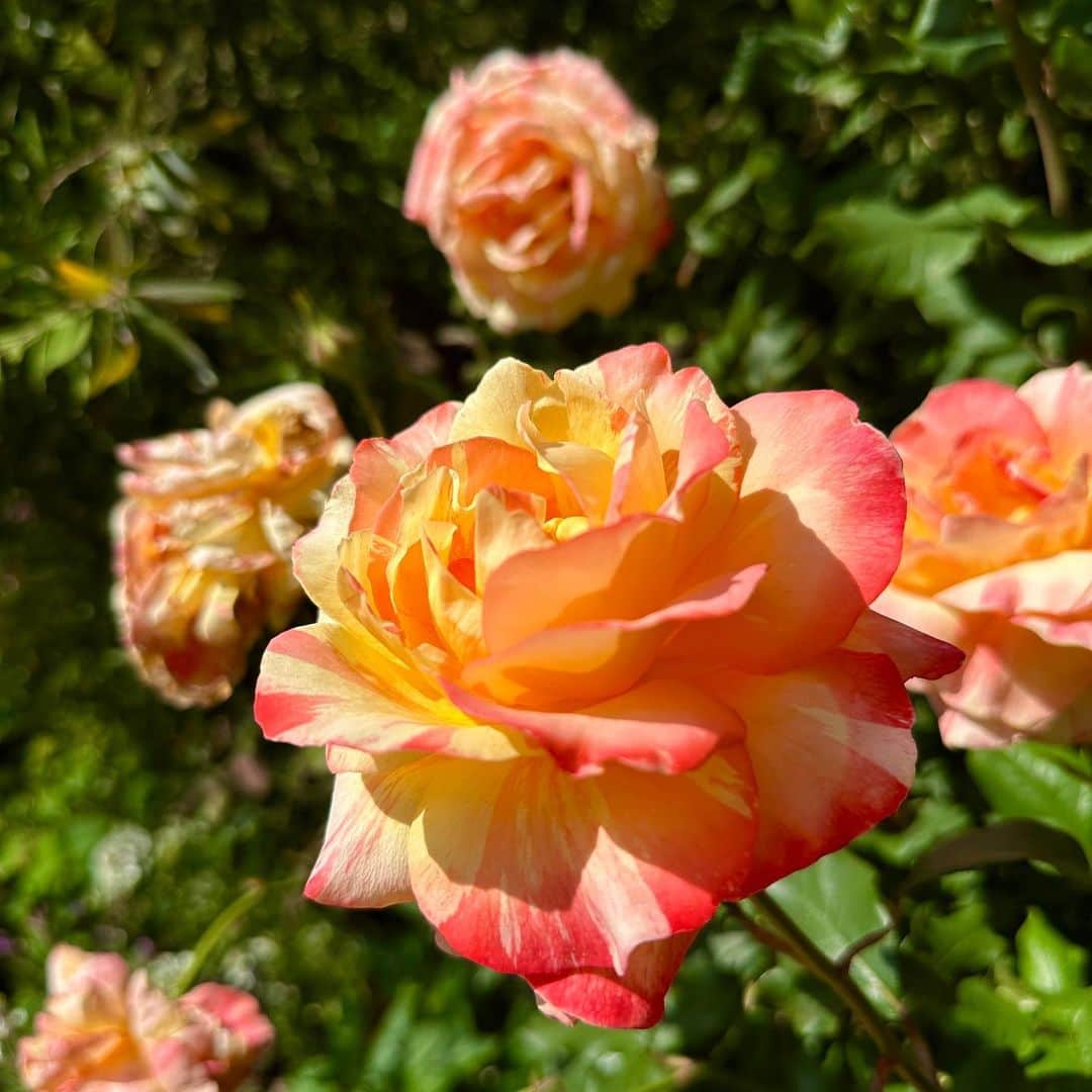 中島安里紗さんのインスタグラム写真 - (中島安里紗Instagram)「どれも本当に素敵🩷❤️🧡💛🤍だけど薔薇ならやっぱり赤が目を惹くね🌹写真ヘタクソすぎて薔薇に申し訳ないけど😭ガチっぽいカメラマンの方々もたくさんで、邪魔にならないように一瞬でパシッパシッと撮ってました📱  #横浜イングリッシュガーデン #イングリッシュガーデン #ローズフェスティバル #薔薇 #薔薇園 #ばら #バラ #花 #花が好き #幸せ #happy #rose #flower」6月3日 18時06分 - arisa__nakajima