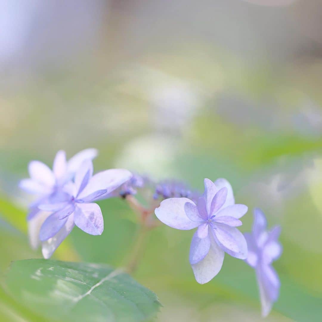 kiccyomuのインスタグラム：「☀️ 2023.06.03 Sat #鎌倉 は #光則寺 でも #紫陽花 も咲き始め〜 📸  そろそろ鎌倉に 紫陽花を撮りに行きたいけど、 今回の雨の影響が心配です😅  location #神奈川 ❣️ 📷撮影 2023年5月24日」