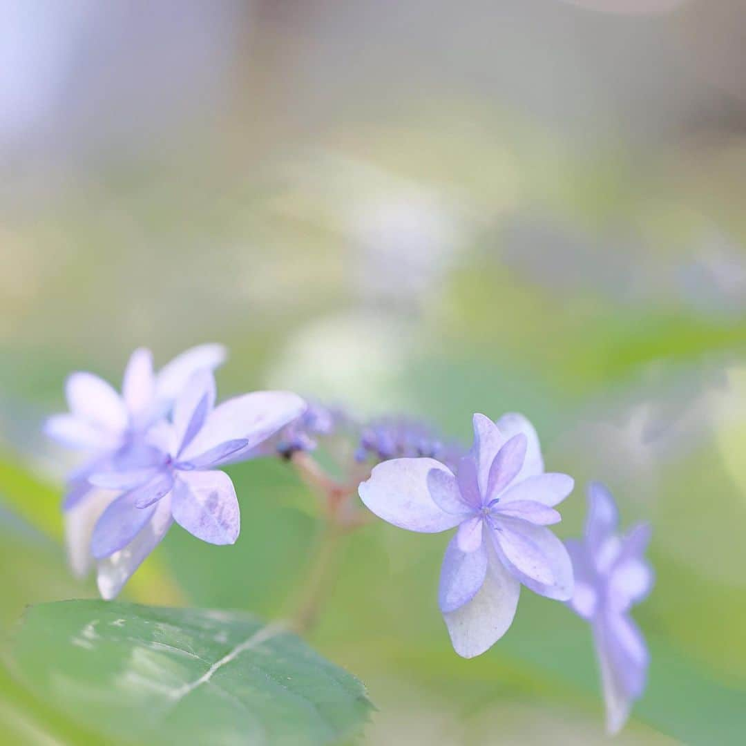 kiccyomuさんのインスタグラム写真 - (kiccyomuInstagram)「☀️ 2023.06.03 Sat #鎌倉 は #光則寺 でも #紫陽花 も咲き始め〜 📸  そろそろ鎌倉に 紫陽花を撮りに行きたいけど、 今回の雨の影響が心配です😅  location #神奈川 ❣️ 📷撮影 2023年5月24日」6月3日 18時14分 - kiccyomu