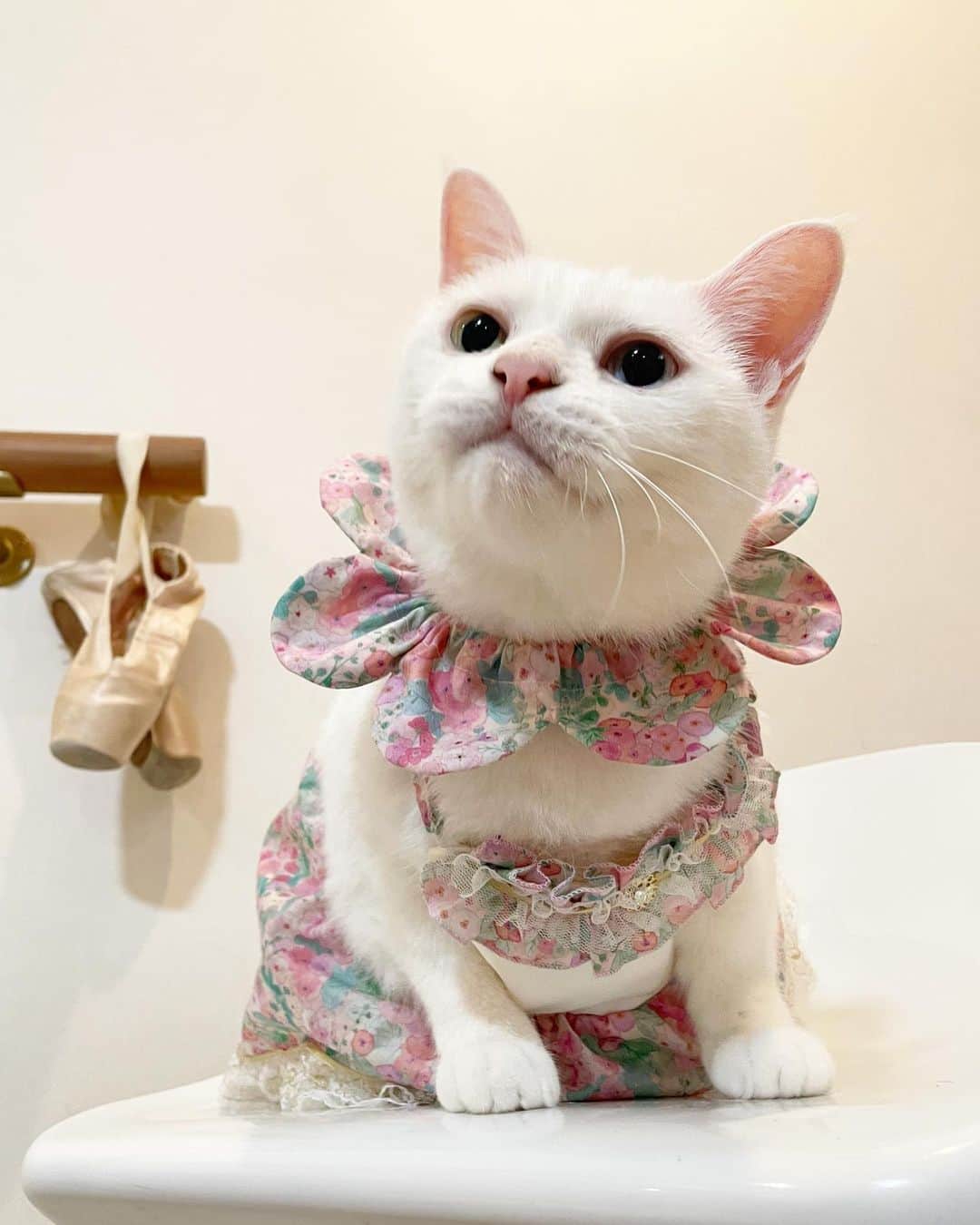 maimocotoのインスタグラム：「ウェブショップでお買い物していただきありがとうございます🙇‍♀️ いつもたくさんの応援、感謝でいっぱいです🩵  寄付に頼らずに保護活動を始めて8年経ちました。おかげさまで何とかやって行けています。1人の力ではとても無理でした🙇‍♀️優しいフォロワーさん、里親さん方、支えてくれてるみんなのおかげで前向きに頑張れています。ありがとうございます😊 保護活動は楽しくて愛おしいという事をこれからもお伝えしていきます🐈 ＊ ＊ 『モデルさんするの、すごく楽しいの、あたち👗』 ＊ ＊ #リバティ #ザビエル首輪  #BASEでウェブショップOpen中です🌼」