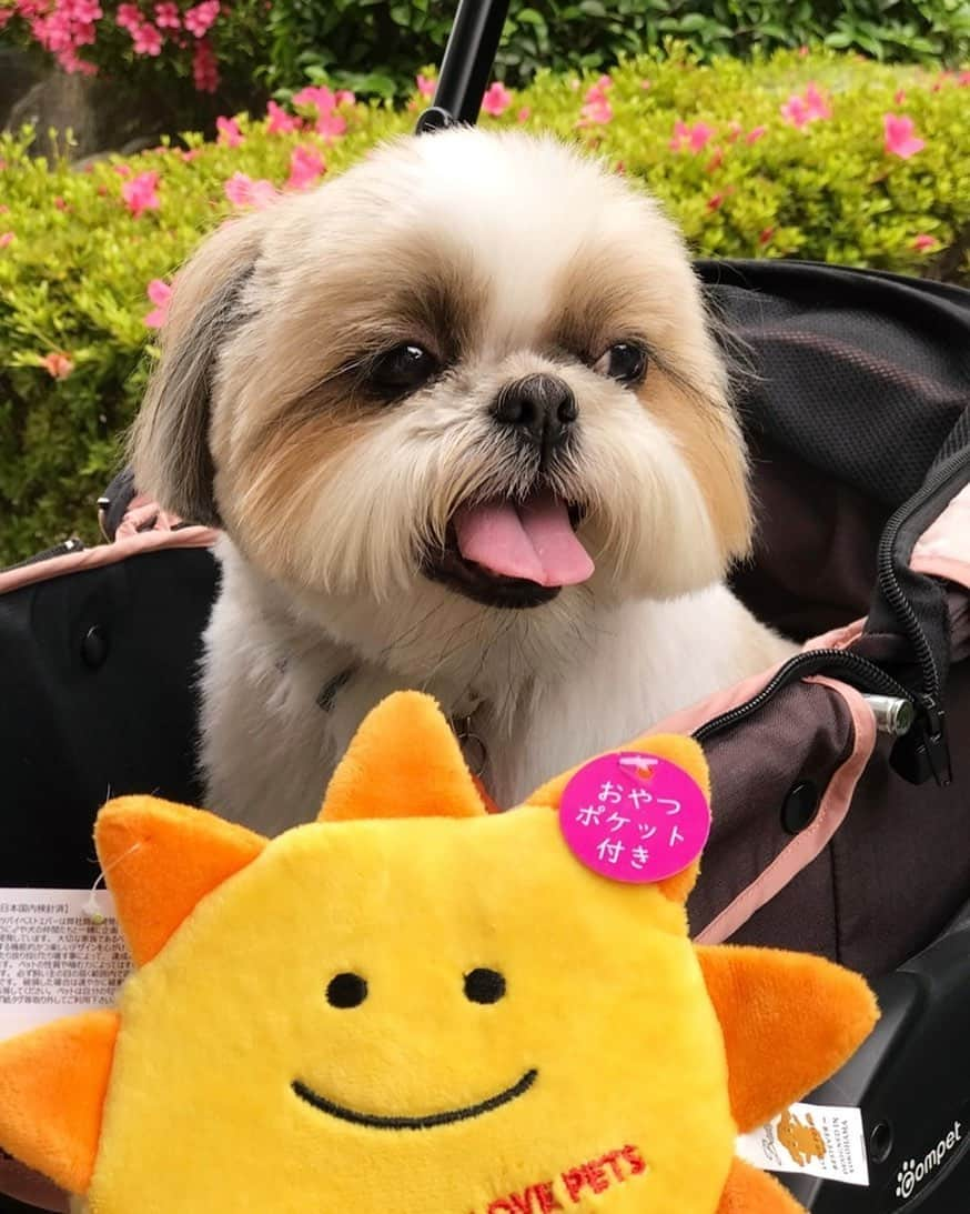 りんくのインスタグラム：「もう雨はバイバイでつ☀️」