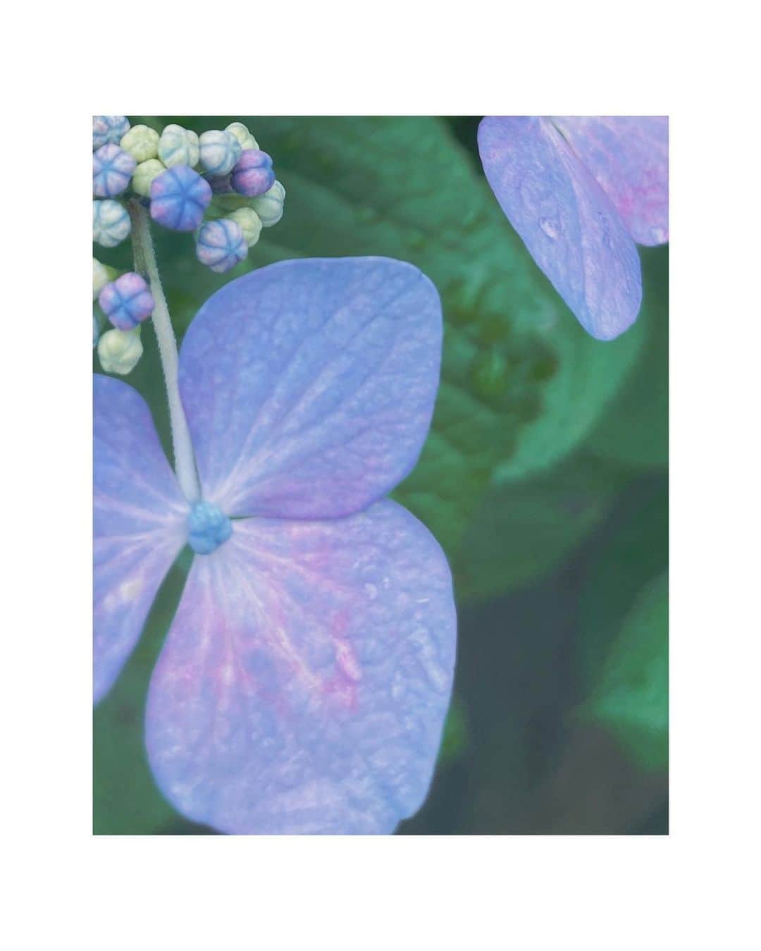 花楓のインスタグラム：「Hello June🌏💙」