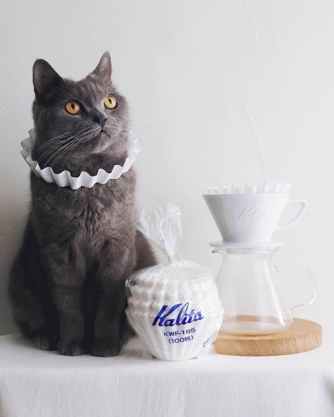 樋口正樹さんのインスタグラム写真 - (樋口正樹Instagram)「kalita wave ☕️ . コーヒーを淹れる前に たぶん似合うかと思い ちょっと着せてみたら まんざらでもない感じ。 . . . #カリタ着た猫 #借りてきた猫 #カリタ #カリタウェーブ #kalitawave #kalitawave185 #coffeesetup」6月3日 19時29分 - higuccini