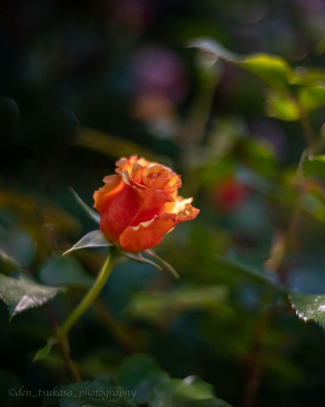 花の写真館のインスタグラム：「Photo by Den Tsukasa. . Original Post[投稿いただいたURL] https://www.facebook.com/photo.php?fbid=1829639714161428 . 本アカウントは、 #私の花の写真 をつけてInstagramに投稿された皆さまの花の写真や、「花の写真館」Facebookページで投稿された花の写真を紹介します。 「花の写真館」Facebookページは、「 @floral.photograph 」のプロフィールにあるURLからご覧ください。 . ※各種法令、マナー、関係者の指示に従った撮影をお願いします。 *Please ensure that your photography adheres to all relevant laws, etiquette, and instructions issued by authorized persons. ※本アカウントは東京カメラ部がFacebook、Instagramのサービスを利用して運営しているもので、Meta社・Instagramとは一切関係ありません。 . #花の写真館 #floralphotograph #floralphoto #flower #flowers Follow: @floral.photograph」