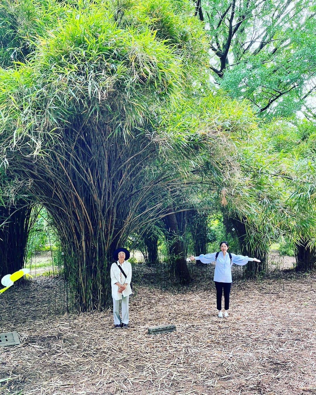 福田葉子のインスタグラム：「小石川植物園へ。会社からも近いのに初めて行きました。 鹿児島から母と姉が遊びに来まして。朝ドラ「らんまん」が始まるずっと前から、母は小石川植物園に行きたかったそうなんです。 今も公園ではなく、東大の研究所なのですべての植物に名札が付けられていて、それをひとつひとつ確かめながら散策するのがとても楽しい。「雑草という草はない」という牧野博士の言葉どおり。 一枚目は台湾の竹林。こんな竹、初めて見たよ！5枚目の不思議な葉っぱの付き方の木の名前は、イタリアヤマナラシ。青紅葉の道や見事なヒマラヤ杉、メタセコイアなど素晴らしい大樹がたくさんあるのも素敵。高い〜大きい〜と見上げるしかない気持ちよさ。 都内まん真ん中にこんな場所があるなんて。知らなかったよ。母のおかげですね。 秋にはまた違う風景が見られそう。また来よう。 @bg_utokyo  #botanicalgardens #koishikawabotanicalgarden #botanical #wow #amazing #love #tokyo #mother #walk #weekend #小石川植物園 #植物園　#母　#姉　#家族旅行　#植物　#牧野富太郎　#らんまん　#素敵　#好きな場所」