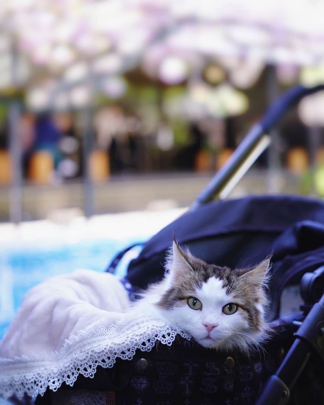 赤松麻里菜のインスタグラム：「我が家のルークちゃん🐈が先日16歳に💠 なかなか会いに帰れないけど、帰った時は騒がしい娘たちにも優しく接してくれる良いコ🥹♡ あのん、ビューネ、アイネ、ふさちゃんも元気で、5匹のYouTubeを見てると本当に可愛くて癒される…🐱🌸 (登録者数も9000人超えしていて驚き🫢) お写真は @daisyys_ さんに素敵に撮って頂きました📷🌿いつもありがとうございます🥺 これからも長生きしてね🌼 #猫のいる暮らし #猫のいる生活 #猫動画 #ノルウェージャンフォレストキャット #女の子ママ #姉妹ママ #2人育児 #2歳差育児 #3歳差育児 #ママライフ #ワーママ #ワーママの日常 #赤ちゃんのいる生活 #赤ちゃんのいる暮らし #骨格ウェーブ #骨格ウェーブコーデ #ママコーデ #イエベ #イエベ春」
