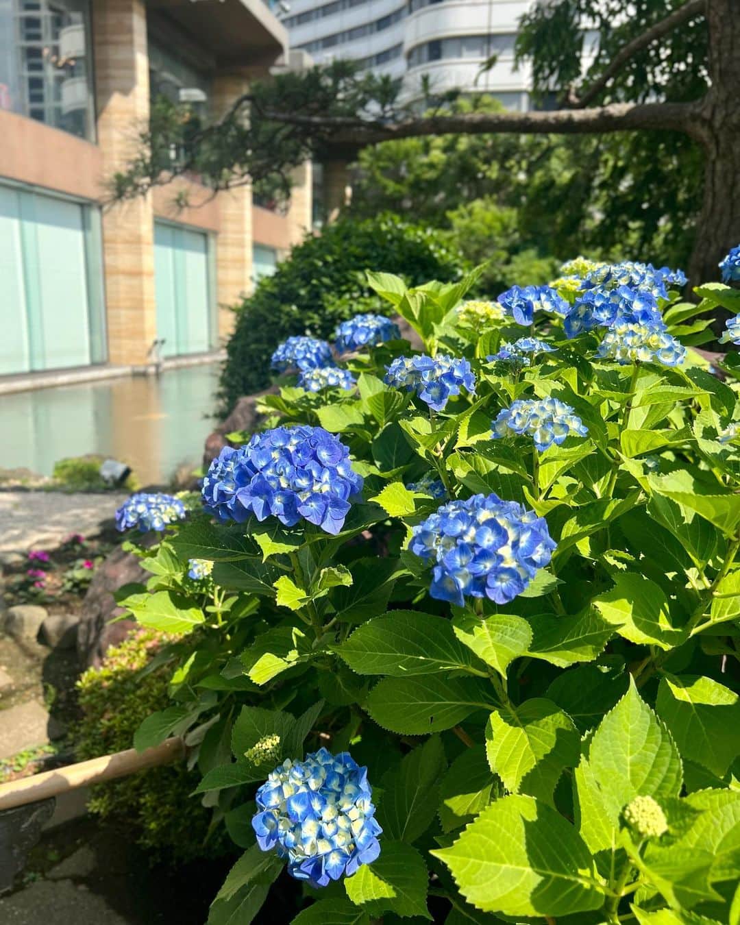 ホテル ニューオータニさんのインスタグラム写真 - (ホテル ニューオータニInstagram)「The skies have cleared after the storm. The hydrangea are still in full bloom in the Japanese garden. Come experience their full beauty. 嵐の後に晴れ間が訪れました。日本庭園では#紫陽花 が見ごろを迎えています。  #hydrangea #hydrangeas #梅雨  #日本庭園　 #japanesegarden #japnesegardens #tokyo #japan #tokyotrip  #tokyotravel #tokyohotel  #virtualtour #japanbeauty #forbestravelguide #futuretravelguide #thepreferredlife #ホテルニューオータニ #ニューオータニ #hotelnewotani #newotani #赤坂見附 #赤坂#四ツ谷 #紀尾井町  #akasaka #yotsuya  #ホテル #東京ホテル #ホテルステイ」6月3日 19時45分 - hotelnewotanitokyo