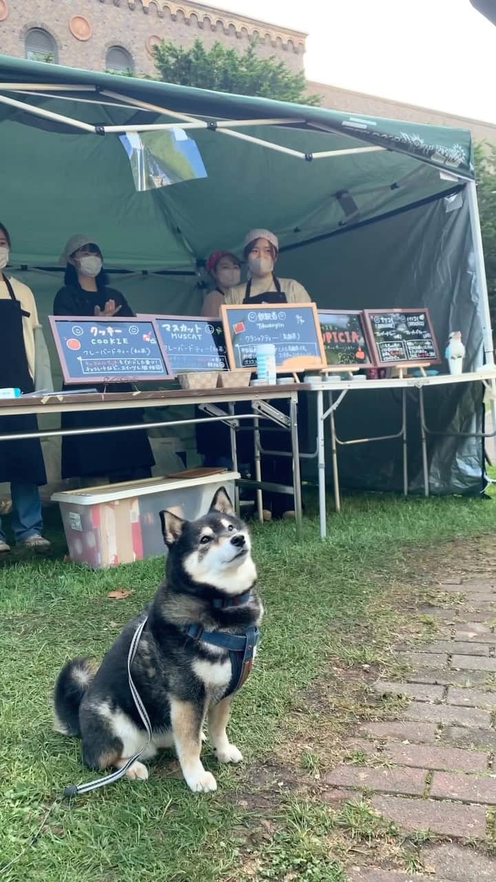 吾子のインスタグラム：「・ ・ ・ ・ ・ 今日も#北大祭 へ🐶❤️ ・ @hokcafe さんでおかしゃんの好きな紅茶を頂いたよー🐶🫖おいしかったみたい💁🏻‍♀️ ・ 皆わん明日も北大祭へー🐶❤️明日もお散歩行こかな ・ ・ ・ ・ ・ ・ ・ ・ ・ ・ ・ ・ ・ ・ ・ ・ ・ #北大祭2023  #晴れるといいな☀️  #sapporo  ・ 北海道の柴犬 #柴北会 の皆ワン🐶あったかくなってきたねー ・ #adorable #instadog#shibainu#dog#柴犬ライフ #instashiba#柴犬マニア #9gag #barked #kuroshiba#socute #cutedog#いぬのきもち #黒柴 #dogstagram_japan」