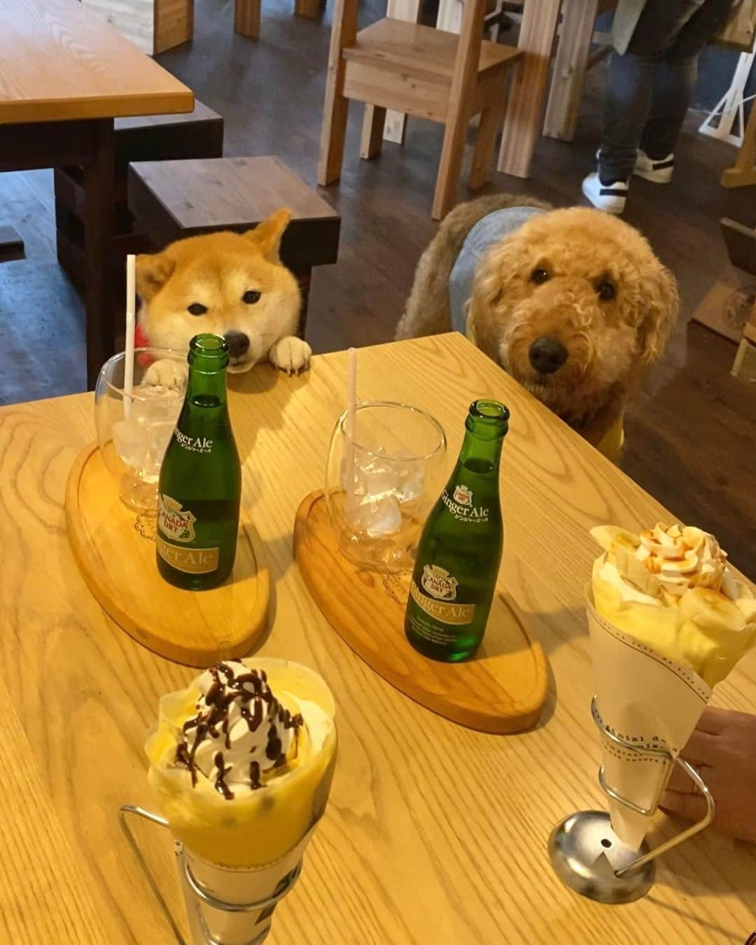 柴犬小雨さんのインスタグラム写真 - (柴犬小雨Instagram)「・ 風羽ちゃん @tauuma.27kokoro とカフェデート💕 ・ この日は雨だったので、室内わんこOKの @go___cafe さんでマッタリしたよ🍹 お外で遊べないのは残念だったけど、会えた瞬間のふたりの喜びようといったら🤭 大好きなお友達だもん、一緒にいるだけで嬉しいよね。 風羽ちゃん、次はお外で遊ぼーね🎵 ・ ・ ラスト3枚は〝おかえりー”（ママバージョン👩） ・ 今日、私が歯医者から帰ってきた時に撮りました📹 こさめも嬉しそうだけど、苦手な歯医者が今日で終わって私もやれやれです🤣💦 ・ ・ ・ #shiba_snap #shibamania #petstagram #dog  #shibadog #petstagram #pet #shiba #shibainu #shibaaaaainu #shibastagram #pecoいぬ部 #dogstagram #子犬#仔犬#狗 #犬のいる暮らし #犬のいる生活 #こいぬ#いぬのきもち #豆柴#まめしば#しばいぬ #9gag #しばけん #ペット#小狗#柴犬#犬#柴犬小雨#シバイヌ」6月3日 20時06分 - fuji_jun1205