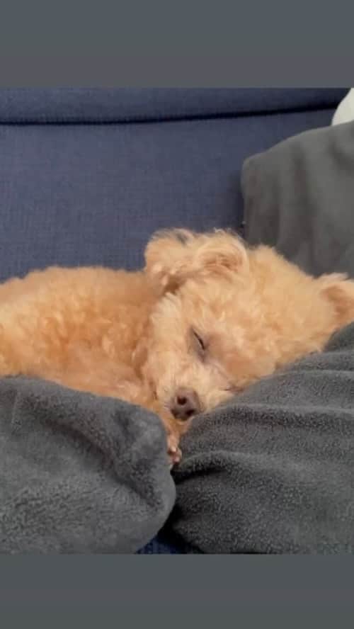 のインスタグラム：「ちょっとお疲れモードの 最強寝顔。  #toypoodle#toypoodlegram#dogsofinstagram#instadog#doglover#doglife#cutedog#sleepydog#dog#fuwamama#ふわもこのふわ#ふわ#トイプードル#ふわもこ部#犬バカ部#親バカ部#犬のいる暮らし#いぬすたぐらむ#最強寝顔」