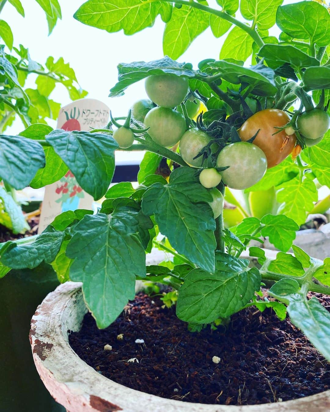 青木さやかさんのインスタグラム写真 - (青木さやかInstagram)「ベランダのトマトがぐんぐんと増えて色がついてきました。 #ベランダガーデニング  #トマト」6月3日 20時08分 - sayaka___aoki