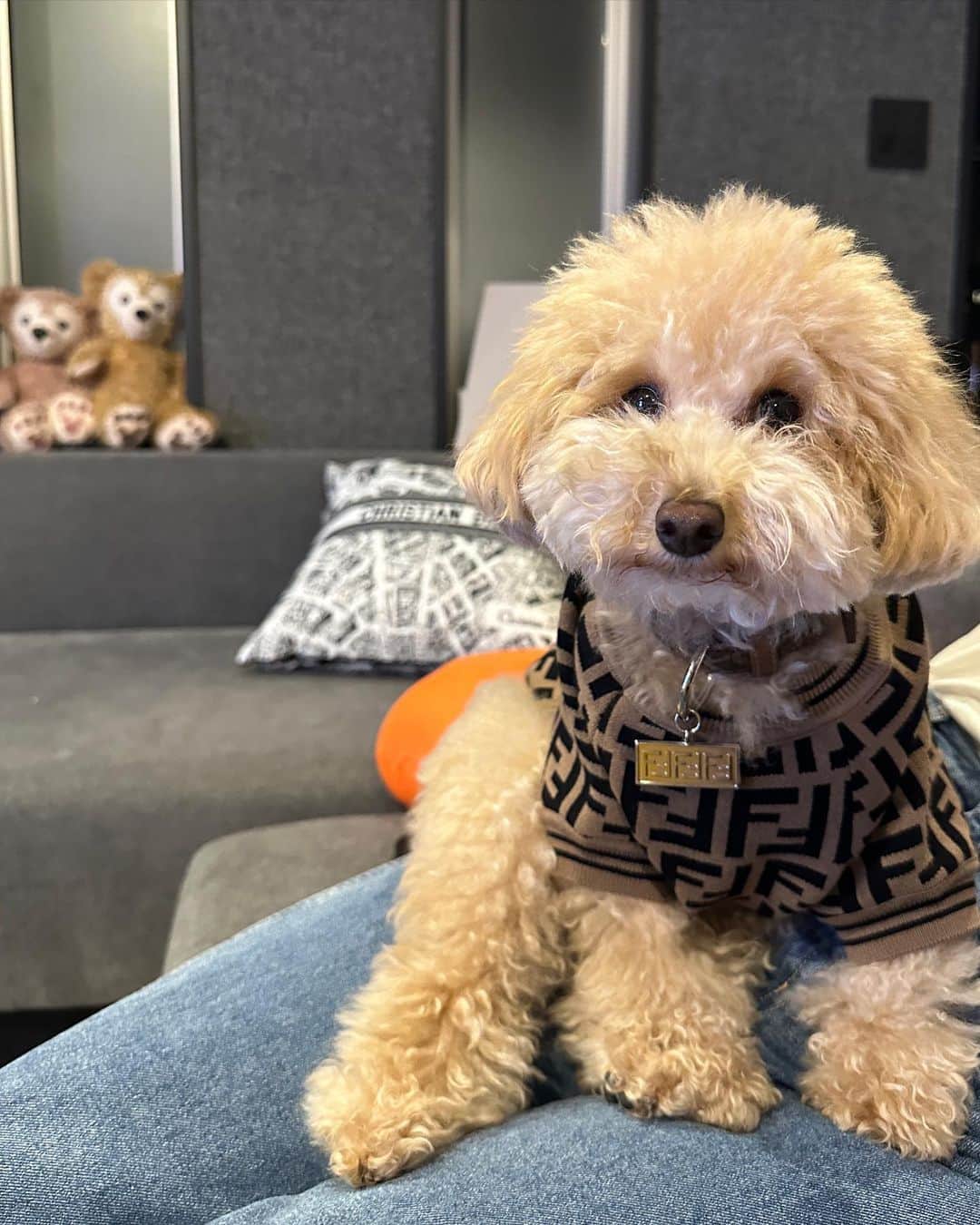 佐々木大のインスタグラム：「きなこ🐶」