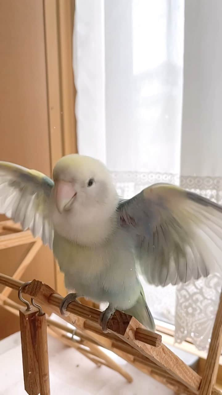 SAORIのインスタグラム：「🐦💦💦 Slow-motion * * 水かけられて嬉しそうなねね🐦🍏 スローモーションで 最近水浴びしない…なんでかな〜 * * #インコ #コザクラ #コザクラインコ #小桜インコ #小鳥 #peachfacedlovebird #agapornis #agapornisroseicollis #lovebird #petbird #parakeet #bird #birb #birdsofinstagram #animalsco  #weeklyfluff #kawaii #Sittich  #perruche #잉꼬 #papagei #papagaio #papağan #thisweekoninstagram #animalvideo #animalvideos」