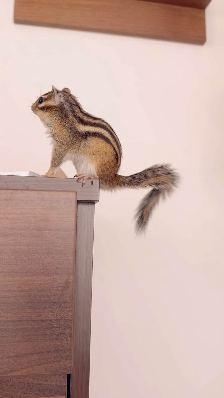 ビッケ & トッドのインスタグラム：「#Sophie  The tail is dancing.  しっぽが踊ってるよ  #chipmunk #シマリス #リス」