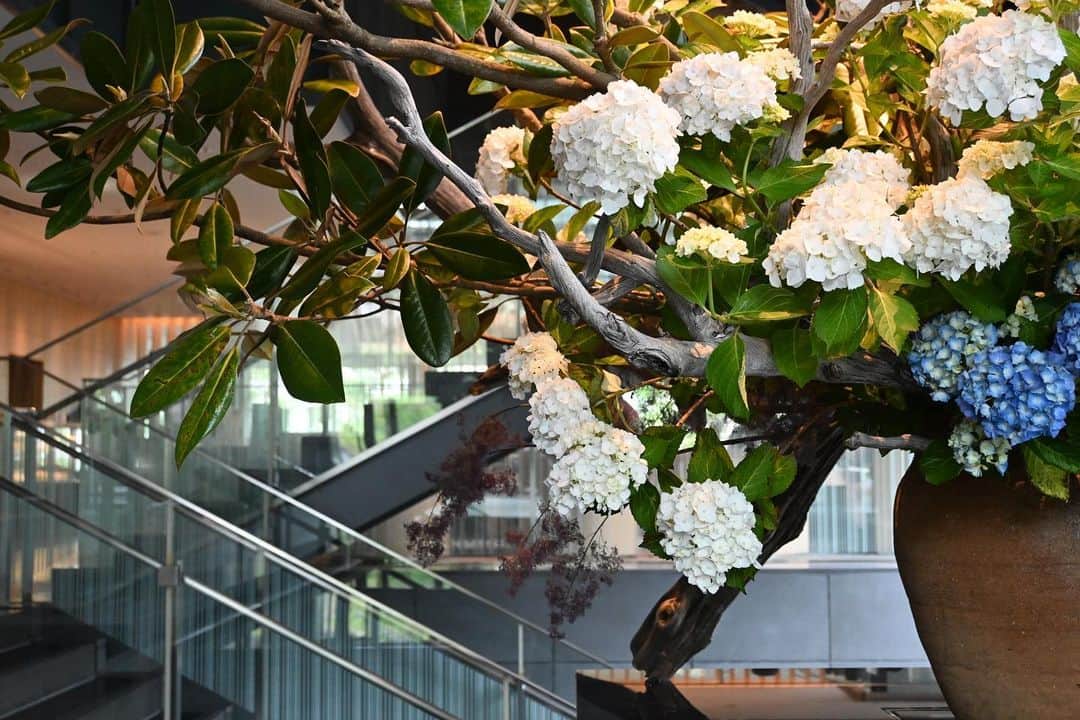 ザ・キャピトルホテル 東急 公式さんのインスタグラム写真 - (ザ・キャピトルホテル 東急 公式Instagram)「タイトル「雨霞」 あじさいの花を中心に、けむりの木によって雨上がりの霞のような季節感あるデザインに。 晴れ間、ロビーに陽が降り注ぐとより表情が出ます。 __________  #ザキャピトルホテル東急 #TheCapitolHotelTokyu  #草月 #草月流 #ホテルロビー #hoteldesign #ikebana #flowerarrangement #sogetsu #flower #japaneseflowerarrangement #flowerstagram #ThePreferredLife」6月3日 21時30分 - thecapitolhoteltokyu