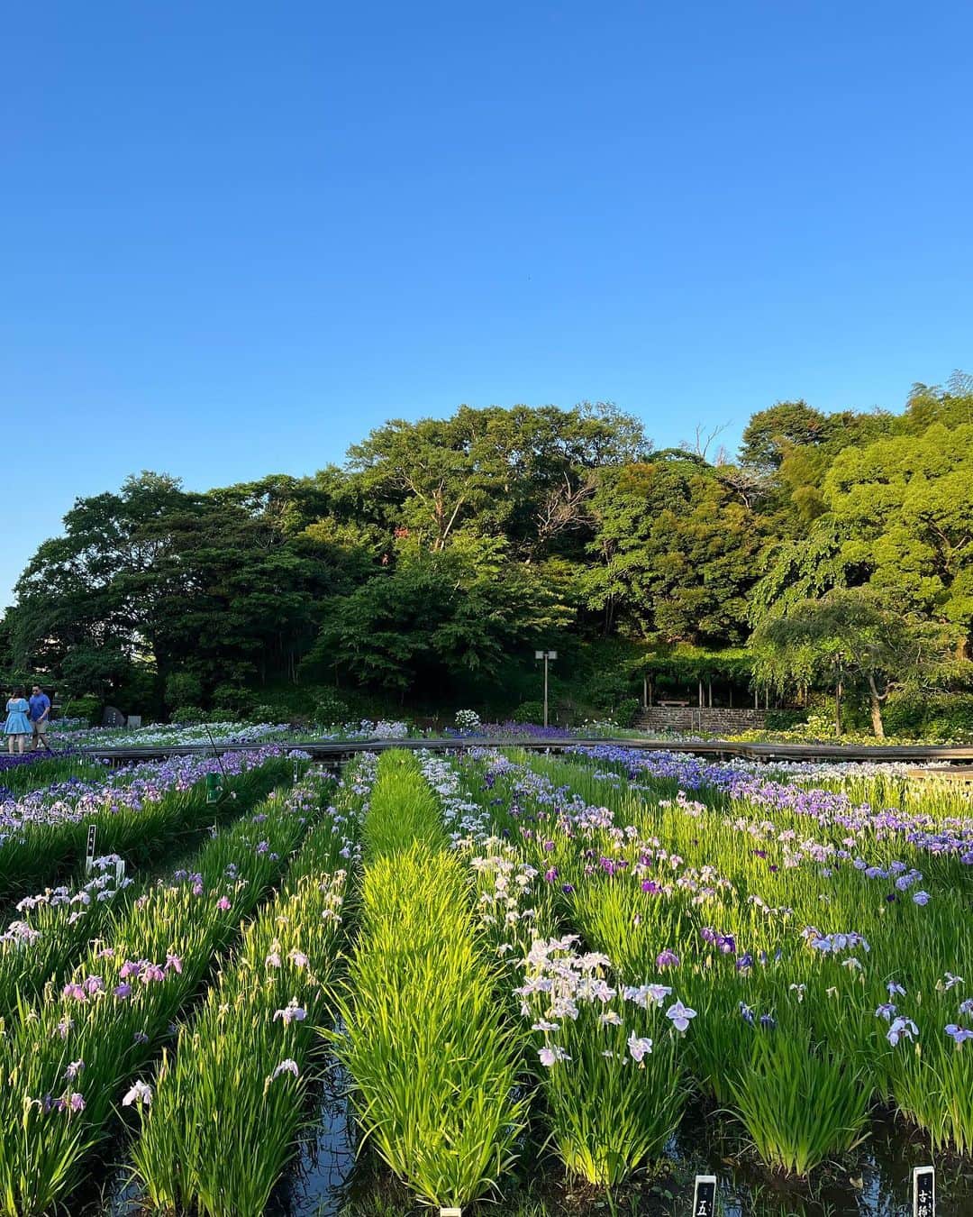 小泉進次郎さんのインスタグラム写真 - (小泉進次郎Instagram)「横須賀のしょうぶ園。菖蒲だけでなく、この季節はアジサイも綺麗です。私が好きな横須賀の癒やしスポットの一つ。  今日もお祭りの合間に癒されました。皆さんもぜひ、お運びください。  #横須賀 #しょうぶ園 #菖蒲 #紫陽花 #アジサイ #阿部倉 #癒しスポット  #小泉進次郎」6月3日 21時28分 - shinjiro.koizumi