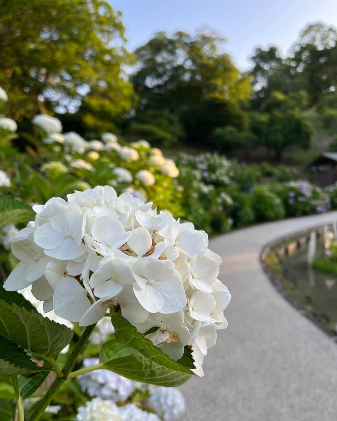 小泉進次郎さんのインスタグラム写真 - (小泉進次郎Instagram)「横須賀のしょうぶ園。菖蒲だけでなく、この季節はアジサイも綺麗です。私が好きな横須賀の癒やしスポットの一つ。  今日もお祭りの合間に癒されました。皆さんもぜひ、お運びください。  #横須賀 #しょうぶ園 #菖蒲 #紫陽花 #アジサイ #阿部倉 #癒しスポット  #小泉進次郎」6月3日 21時28分 - shinjiro.koizumi