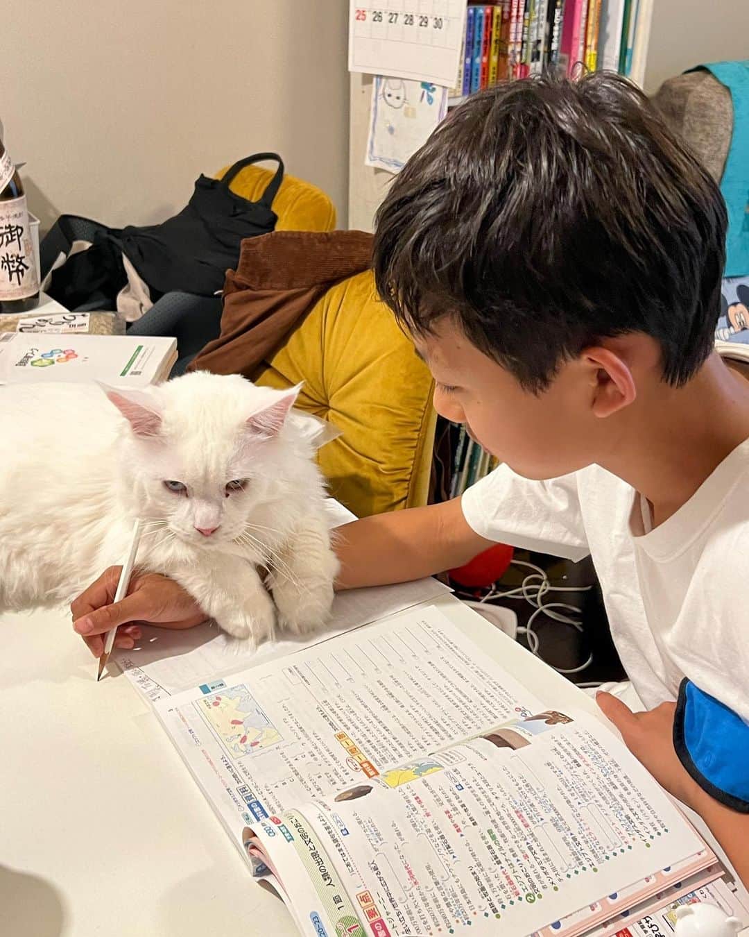 甘糟記子さんのインスタグラム写真 - (甘糟記子Instagram)「ピカチューアフタヌーンティーから戻り、息子殿も帰宅して試験勉強することに。  しかし！  最近立場の危うい我が家の家庭教師アンコさん、 成績不振のためバイト代カットされショーペロしてます。 アンコさん名前がイタリア語のビアンコから取ってるだけあって、イタリアでは良く起こるショーペロ、ストライキの事を知っていたようなんですね（笑）  お兄ちゃんの勉強をストップさせる天才（≧∇≦）  さらに横から変な邪魔きた〜（笑）  結局お土産のいちご飴タイム\(//∇//)\  テイクアウトしたいって言ったら、すぐ溶けちゃうから難しいと思うと言われたんですが、、、  コンビニで氷買ってあてながら帰って来ました（笑）  で、帰ってから一瞬冷凍庫へ！  そしたら大成功(≧∀≦)  お兄ちゃんも大喜び！  ピカチュー連れて行ってあげれなかったからね(^_−)−☆  それにしても勉強が全くはかどらない我が家でした╰(*´︶`*)╯♡  #甘糟アンコ#ねこすたぐらむ#猫と暮らす#猫のいる暮らし#白猫#我が家の家庭教師#白ネコ#メイクーン#オッドアイ#ダイクロイックアイ」6月4日 6時51分 - norihey924