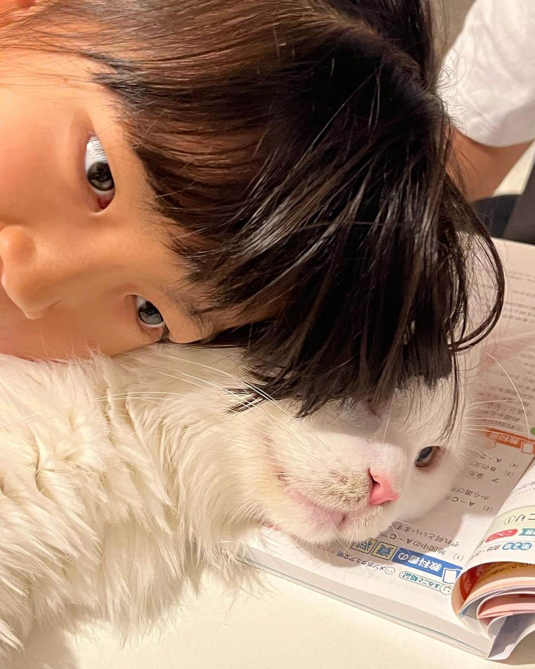 甘糟記子さんのインスタグラム写真 - (甘糟記子Instagram)「ピカチューアフタヌーンティーから戻り、息子殿も帰宅して試験勉強することに。  しかし！  最近立場の危うい我が家の家庭教師アンコさん、 成績不振のためバイト代カットされショーペロしてます。 アンコさん名前がイタリア語のビアンコから取ってるだけあって、イタリアでは良く起こるショーペロ、ストライキの事を知っていたようなんですね（笑）  お兄ちゃんの勉強をストップさせる天才（≧∇≦）  さらに横から変な邪魔きた〜（笑）  結局お土産のいちご飴タイム\(//∇//)\  テイクアウトしたいって言ったら、すぐ溶けちゃうから難しいと思うと言われたんですが、、、  コンビニで氷買ってあてながら帰って来ました（笑）  で、帰ってから一瞬冷凍庫へ！  そしたら大成功(≧∀≦)  お兄ちゃんも大喜び！  ピカチュー連れて行ってあげれなかったからね(^_−)−☆  それにしても勉強が全くはかどらない我が家でした╰(*´︶`*)╯♡  #甘糟アンコ#ねこすたぐらむ#猫と暮らす#猫のいる暮らし#白猫#我が家の家庭教師#白ネコ#メイクーン#オッドアイ#ダイクロイックアイ」6月4日 6時51分 - norihey924