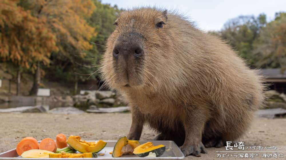 渡辺克仁さんのインスタグラム写真 - (渡辺克仁Instagram)「おはようございます。  #カピバラ #水豚 #capybara #おはよう」6月4日 7時00分 - katsuhito.watanabe
