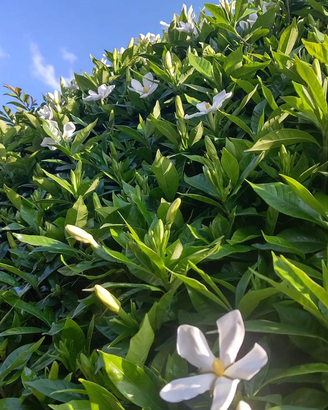 池上季実子さんのインスタグラム写真 - (池上季実子Instagram)「豪雨の翌日のwalking🚶香りに誘われお寺の方へ寄り道したら、もう、くちなしが満開✨ 違う場所では紫陽花や菖蒲も沢山咲いてました。」6月4日 7時09分 - kimiko_ikegami_actress_japan