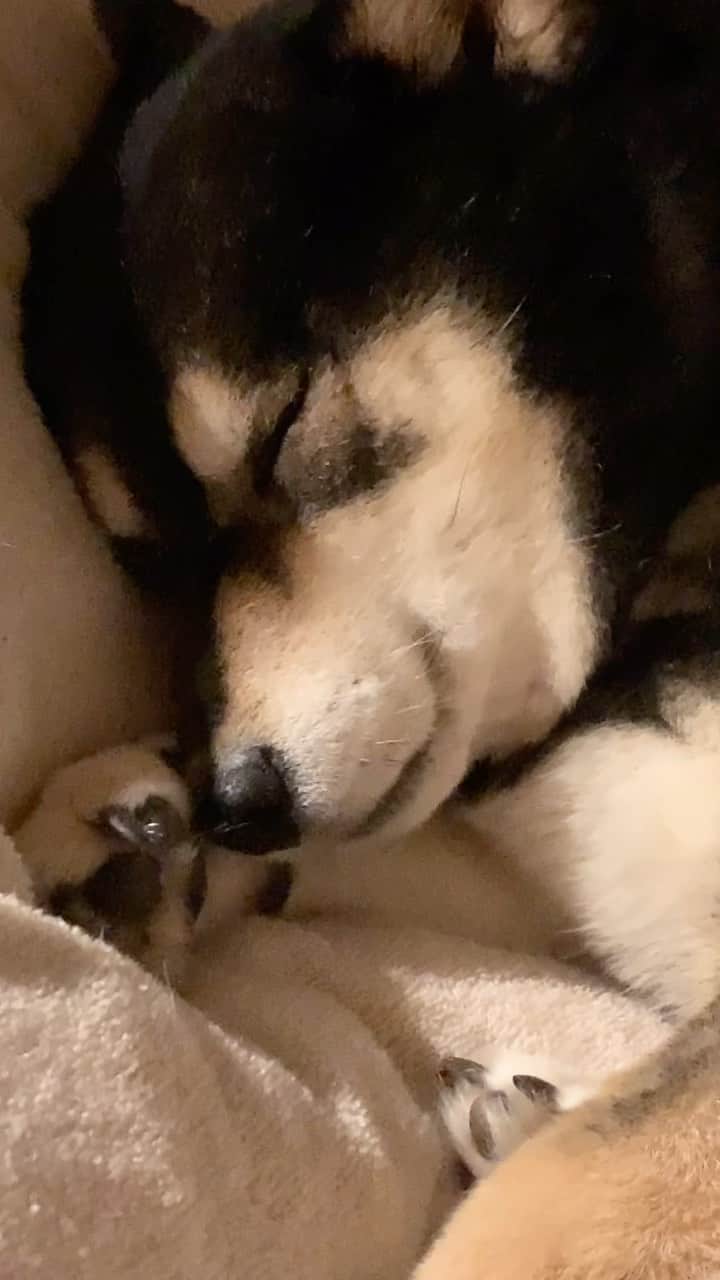 吾子のインスタグラム：「・ ・ ・ ・ ・ おやすみー🐶💤❤️ ・ 明日は何して遊ぼかな🐶❤️ ・ ・ ・ ・ ・ ・ ・ ・ ・ ・ ・ ・ ・ ・ ・ ・ ・ ・ #最近ベッドの上がお気に入り 🛏️ #皆わん抜け毛どう？あこわんすっごい抜ける #sapporo  ・ 北海道の柴犬 #柴北会 の皆ワン🐶あったかくなってきたねー ・ #adorable #instadog#shibainu#dog#柴犬ライフ #instashiba#柴犬マニア #9gag #barked #kuroshiba#socute #cutedog#いぬのきもち #黒柴 #dogstagram_japan」