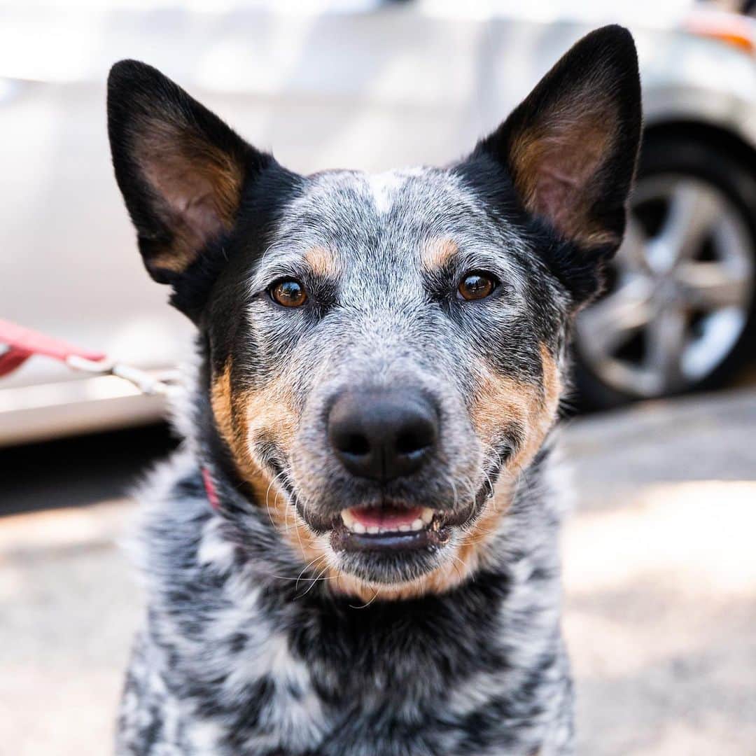 The Dogistさんのインスタグラム写真 - (The DogistInstagram)「Dallas, Australian Cattle Dog (2 y/o), Thompson & Spring St., New York, NY • “He’s from Dallas. He loves ice cream – he gets a little cup of vanilla and drools. He’s obsessed with his toy tire – he’ll throw it at you trying to get you to play with him.” @dallasthecattledog   Who is getting their dog a little cup of vanilla this weekend?」6月4日 0時22分 - thedogist