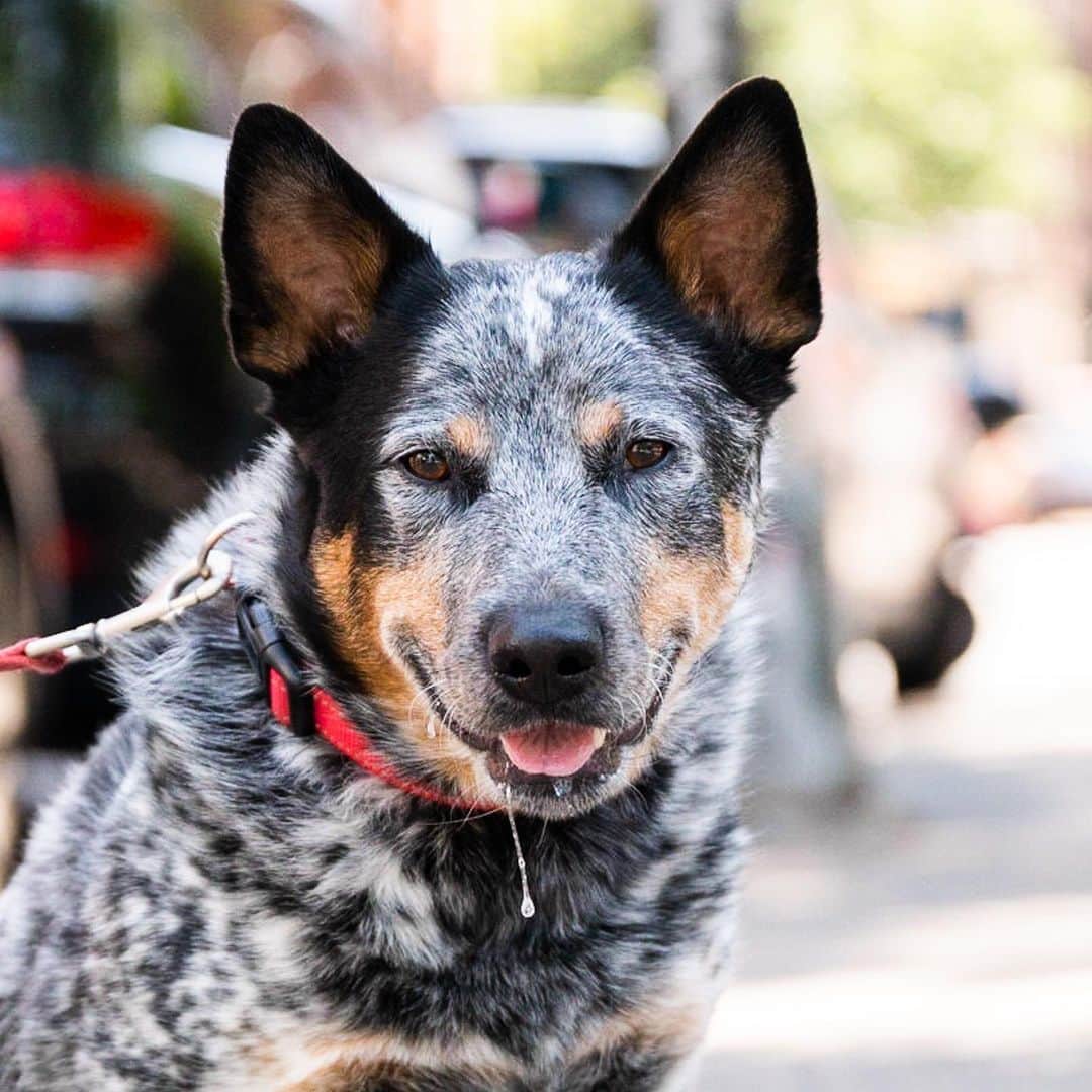 The Dogistさんのインスタグラム写真 - (The DogistInstagram)「Dallas, Australian Cattle Dog (2 y/o), Thompson & Spring St., New York, NY • “He’s from Dallas. He loves ice cream – he gets a little cup of vanilla and drools. He’s obsessed with his toy tire – he’ll throw it at you trying to get you to play with him.” @dallasthecattledog   Who is getting their dog a little cup of vanilla this weekend?」6月4日 0時22分 - thedogist