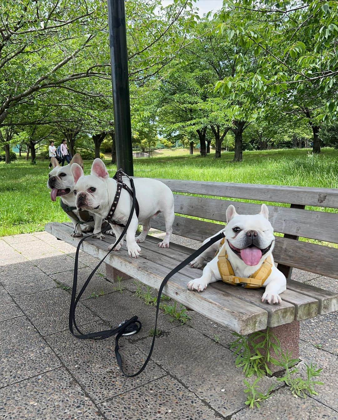 つの丸さんのインスタグラム写真 - (つの丸Instagram)「6/1  #frenchbulldog #フレンチブルドッグ #ふがれす #ふがふがれすきゅークラブ #保護犬 #保護犬を家族に #保護犬を家族に迎えるという選択肢 #フレ吉124号」6月4日 0時26分 - ge_ha_mob